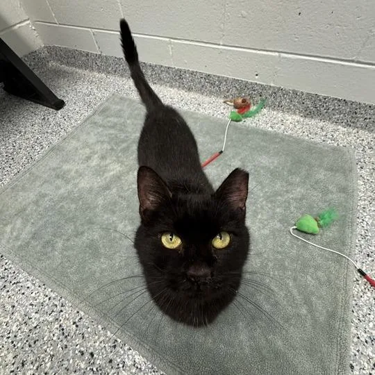 An adult medium-sized female Black Domestic Short Hair cat named Gertrude for adoption in Dayton, OH