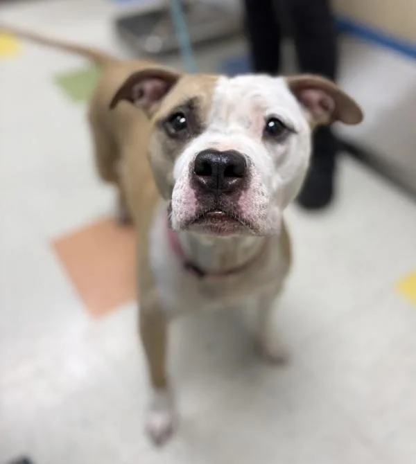 An adult medium-sized female Pit Bull Terrier dog named Karra for adoption in Sioux City, IA