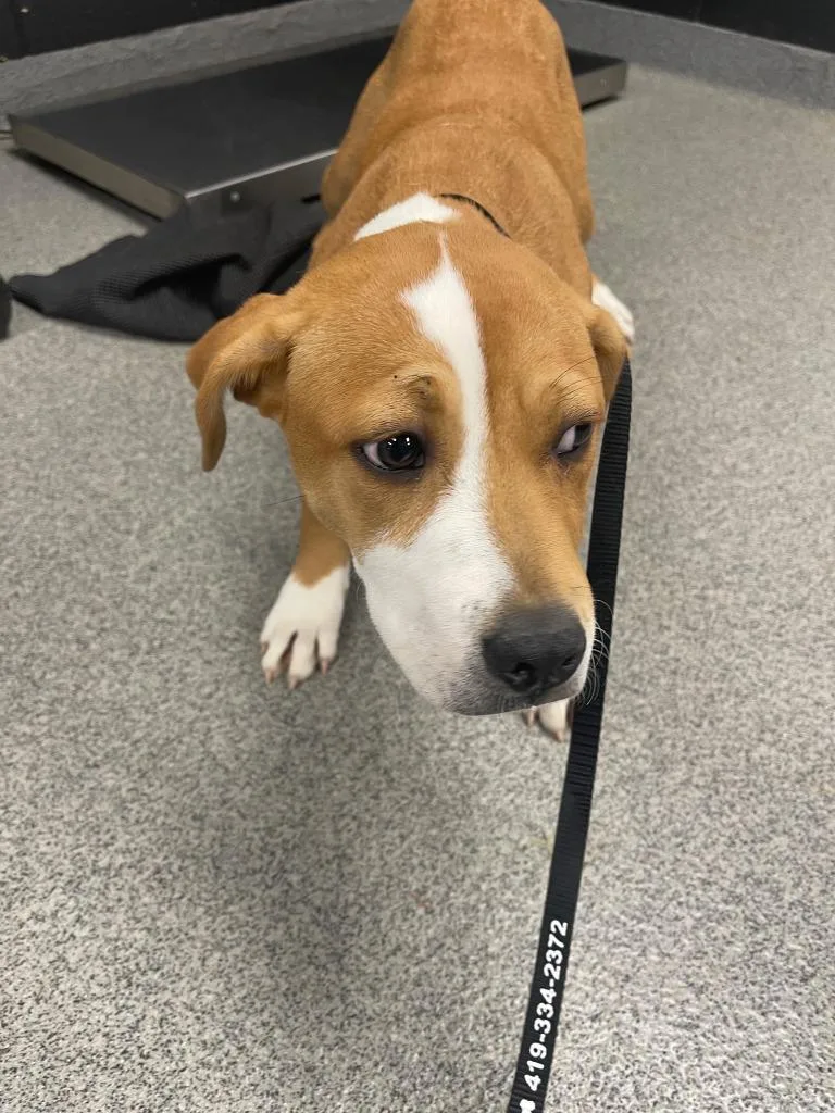 A baby large-sized male Pit Bull Terrier dog named Yoda for adoption in Fremont, OH