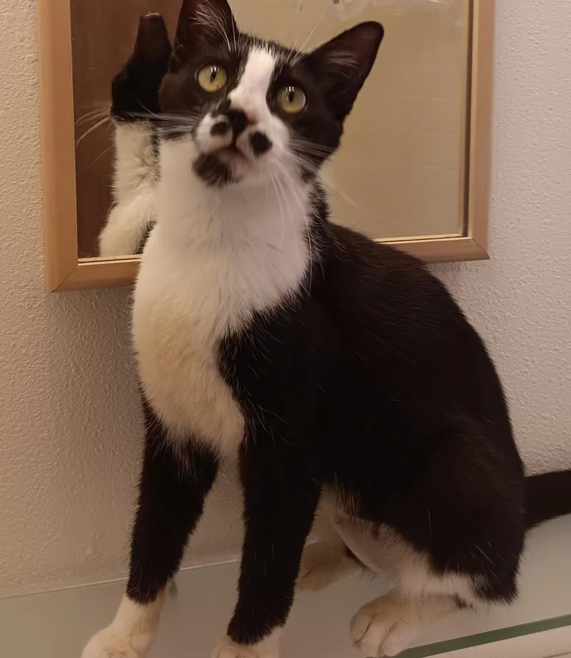 A baby medium-sized female Domestic Short Hair cat named Mindy for adoption in Springfield, OR