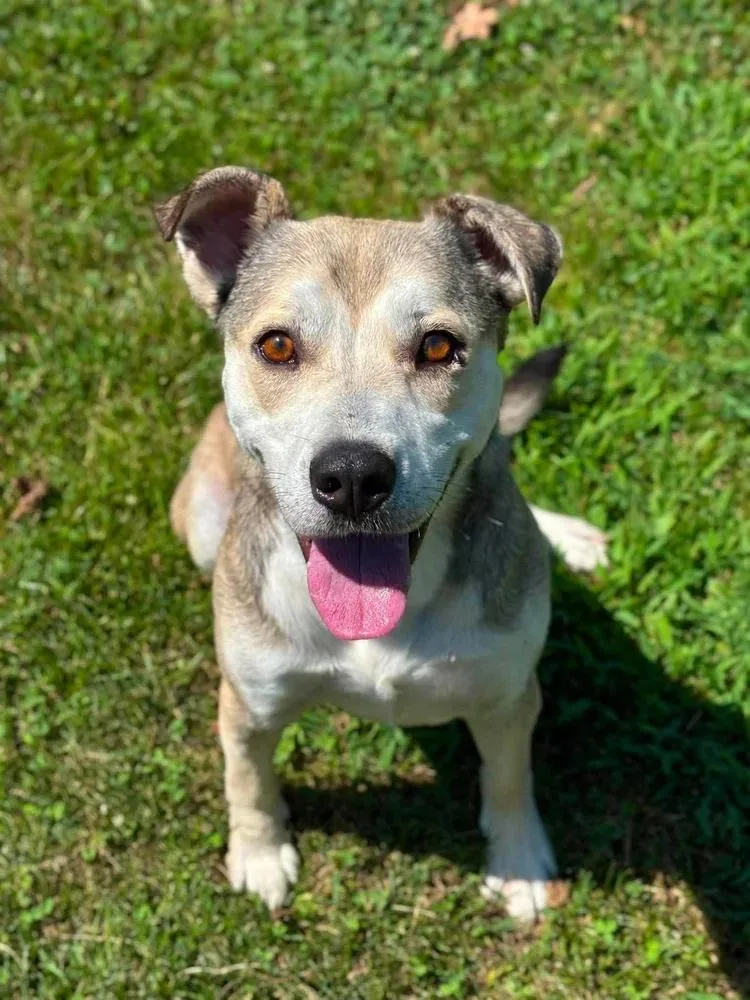 An adult medium-sized male Gray / Blue / Silver Pit Bull Terrier dog named Ghost for adoption in Godfrey, IL