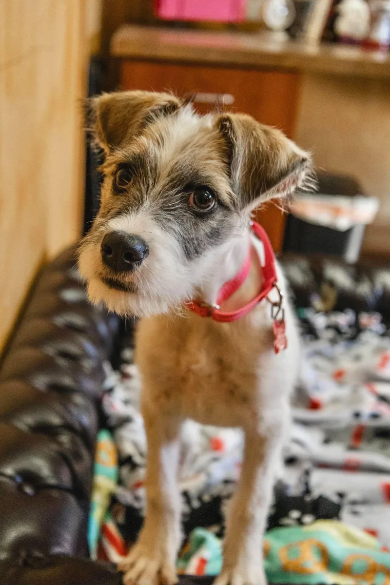 A baby medium-sized male Terrier dog named Little Caesar for adoption in Valparaiso, IN