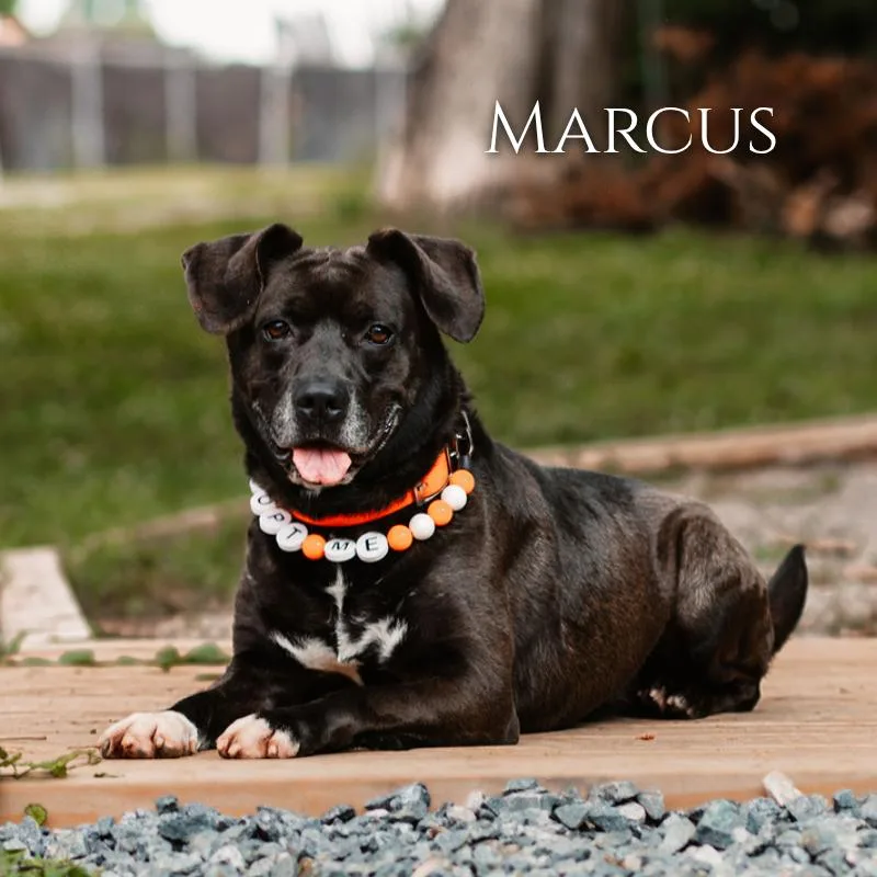 Marcus
