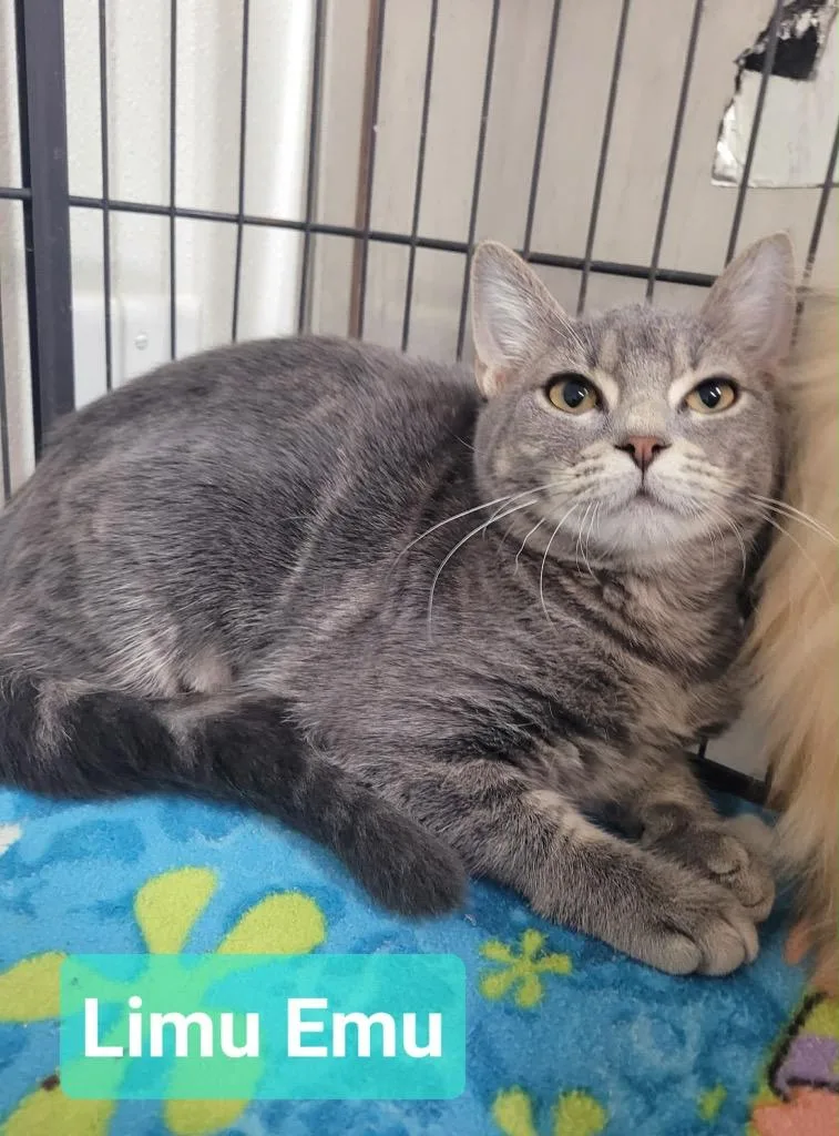 A baby medium-sized female Domestic Short Hair cat named Limu Emu for adoption in Richmond, IN
