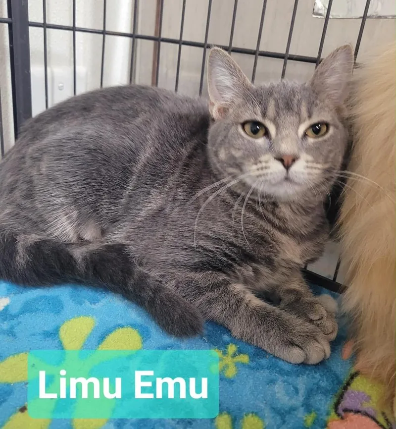 Limu Emu thumbnail 3