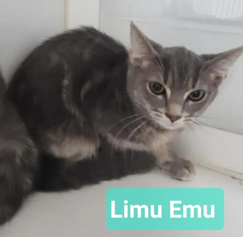 Limu Emu thumbnail 4