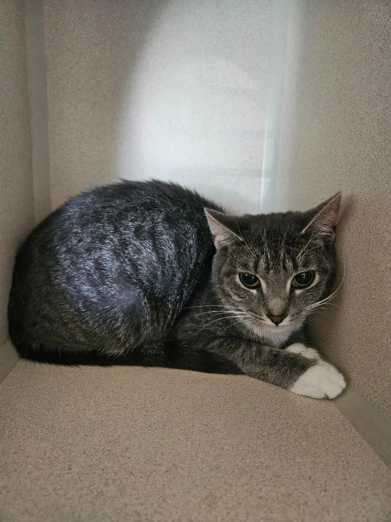 A baby medium-sized female Domestic Short Hair cat named Precious for adoption in Morgantown, KY