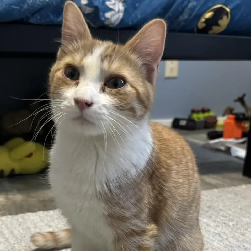 A baby medium-sized male Orange / Red Domestic Short Hair cat named Sam C for adoption in Princeton, MN