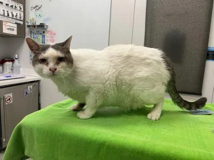 An adult extra large-sized male Domestic Short Hair cat named Lava Drop for adoption in Kansas City, MO