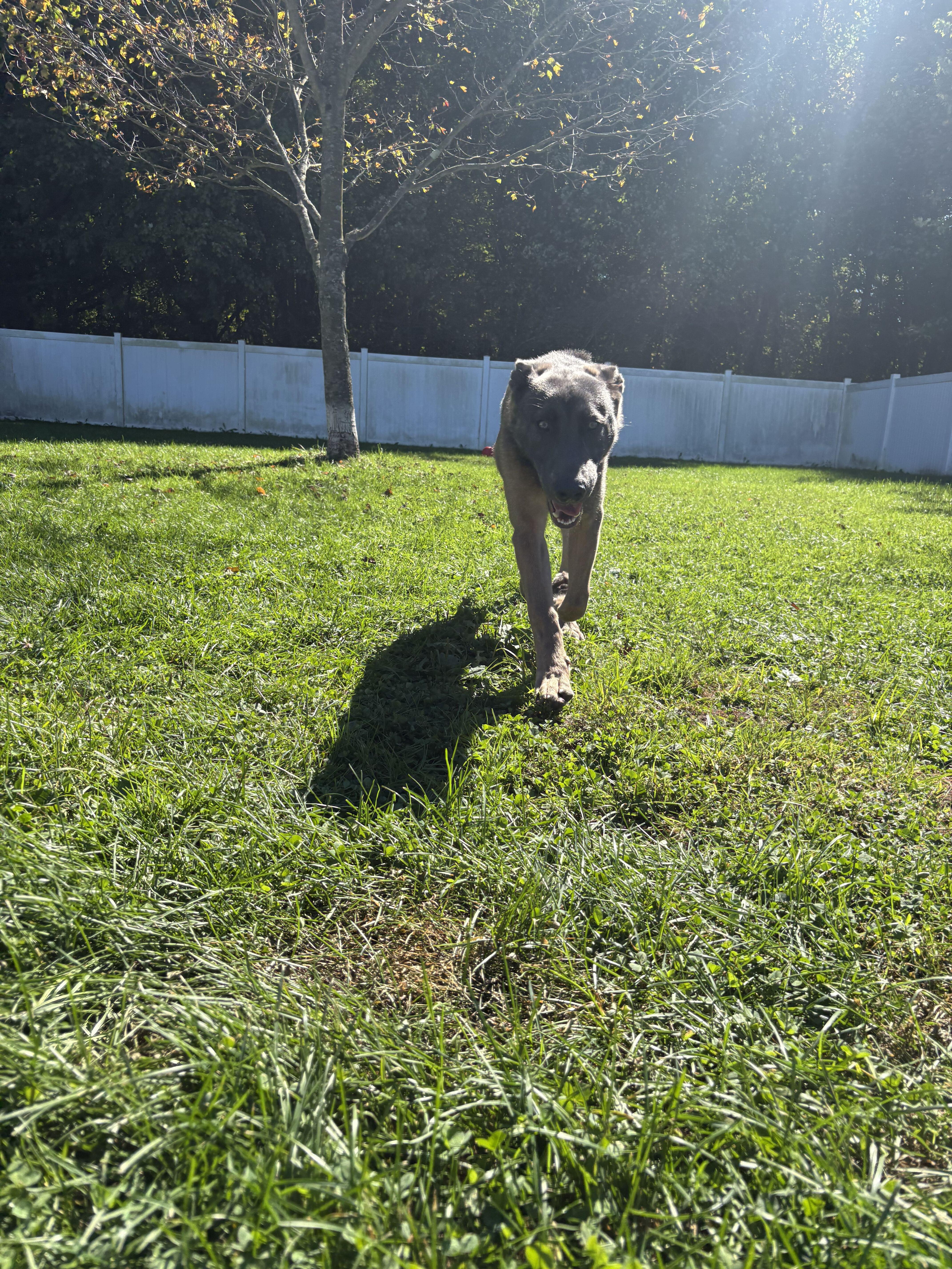 A young large-sized male Belgian Shepherd / Malinois dog named Enzo for adoption in Belleville, MI