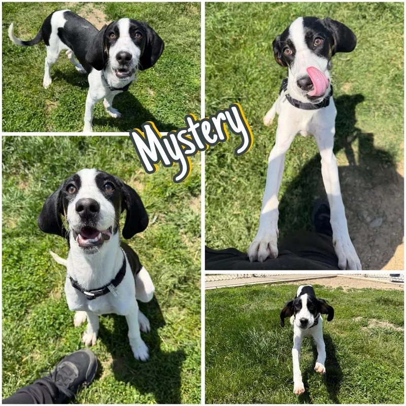 A baby large-sized female Treeing Walker Coonhound dog named Mystery for adoption in Pierceton, IN