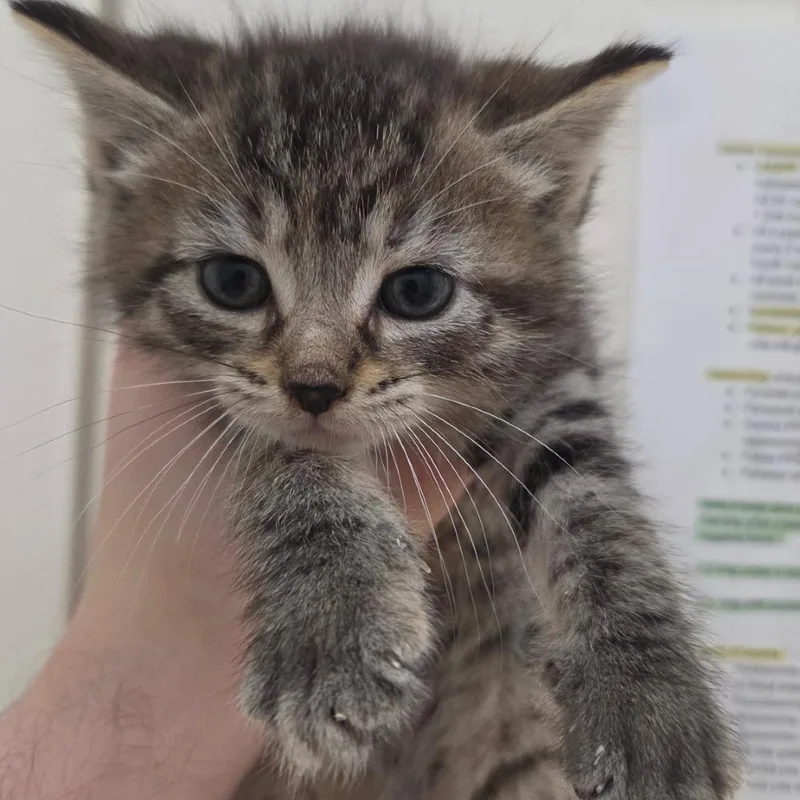 A baby small-sized female Torbie Domestic Short Hair cat named Pringles for adoption in Auburn, AL