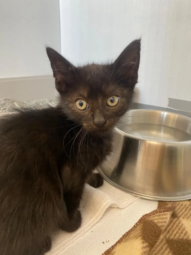 A baby medium-sized male Domestic Short Hair cat named Gerbera for adoption in Van Wert, OH