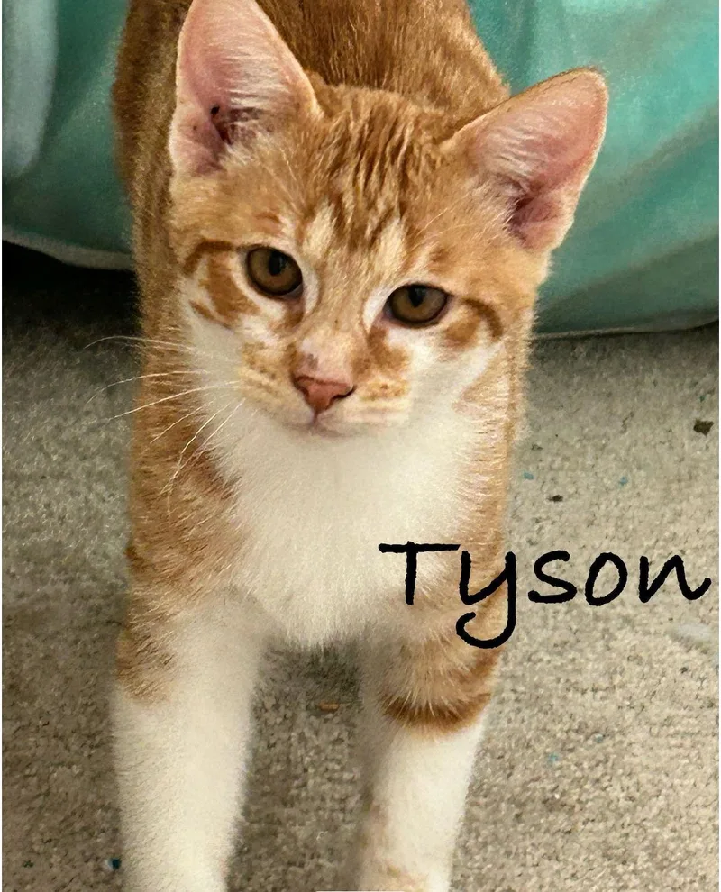 Tyson