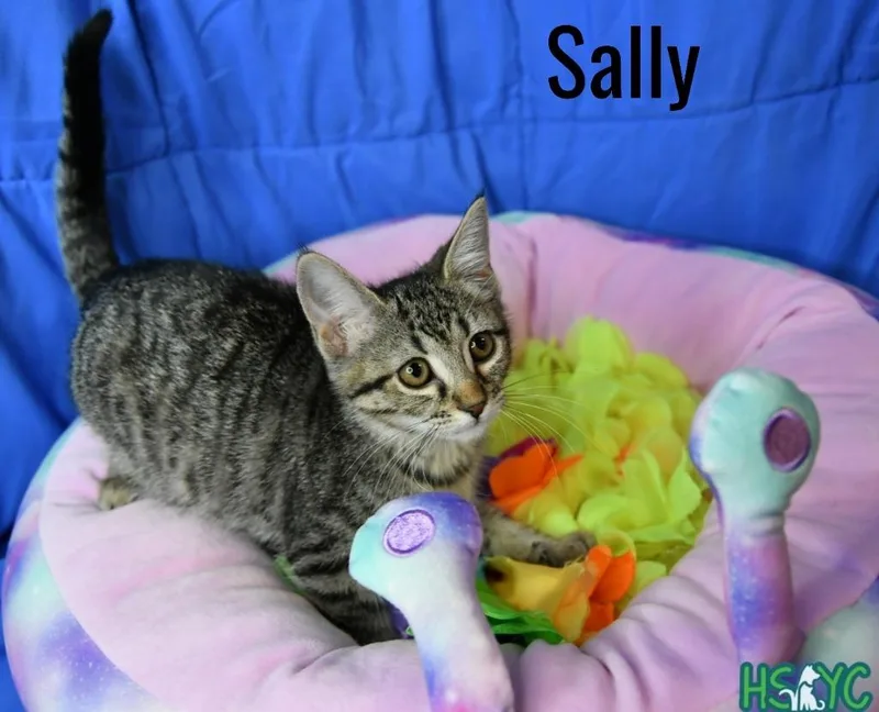 Sally thumbnail 3