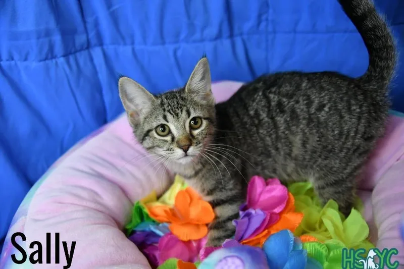 Sally thumbnail 4