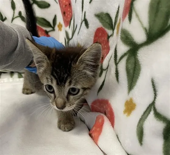 A baby small-sized male Domestic Short Hair cat named Nectar for adoption in San Jose, CA
