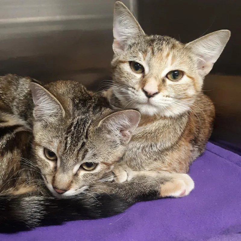 A baby small-sized female Orange / Red Domestic Short Hair cat named Marsali for adoption in Spokane, WA