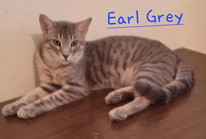 A young medium-sized male Domestic Short Hair cat named Earl Grey for adoption in Longwood, FL