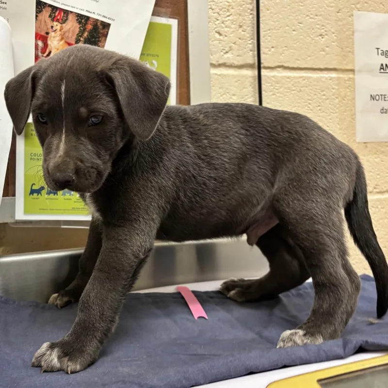 A baby small-sized male Gray / Blue / Silver Mixed Breed dog named Waffle for adoption in Memphis, TN