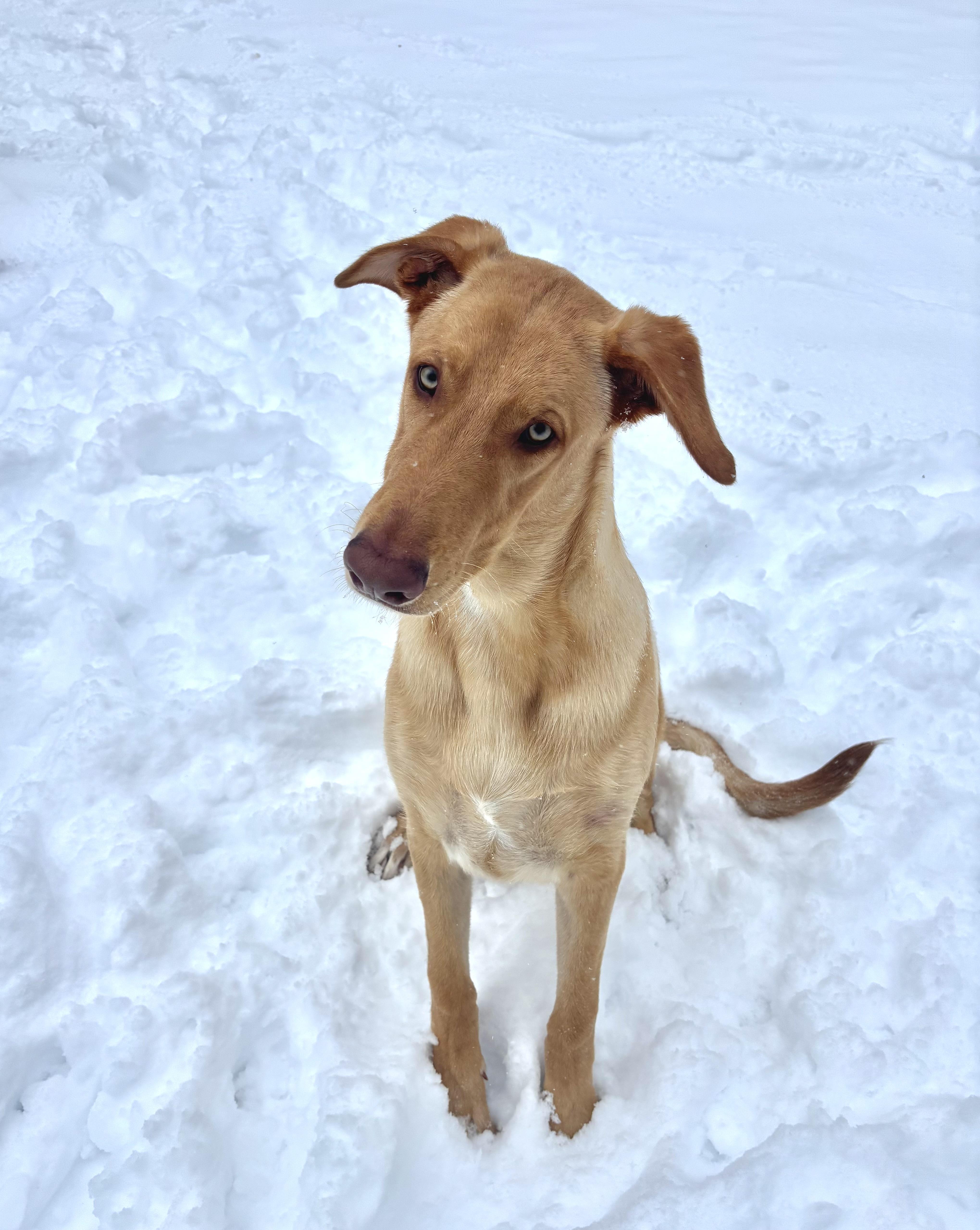 A young medium-sized male Yellow / Tan / Blond / Fawn Doberman Pinscher dog named Fredo for adoption in Amissville, VA