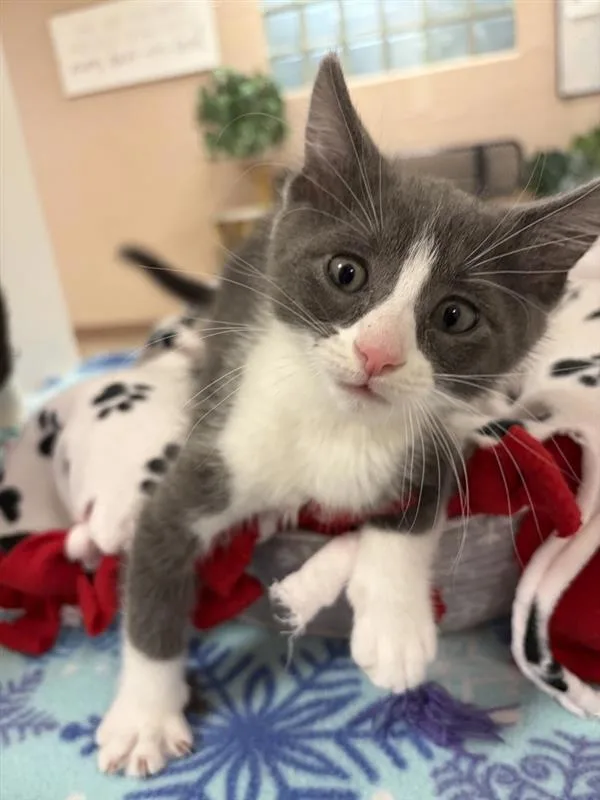 A baby small-sized male Domestic Short Hair cat named Darkwing Duck for adoption in Great Falls, MT