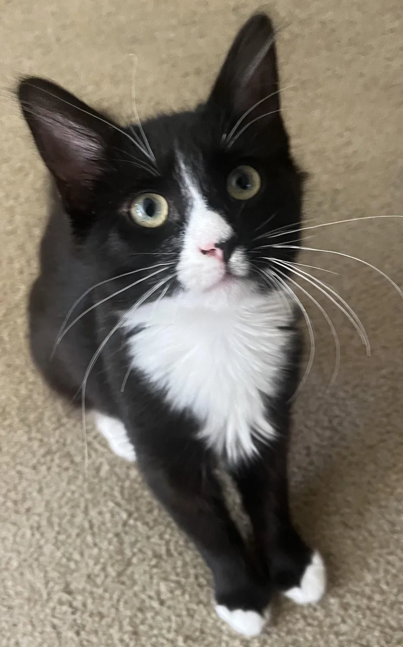 A baby medium-sized female Black & White / Tuxedo Domestic Short Hair cat named Minnie for adoption in San Luis Obispo, CA