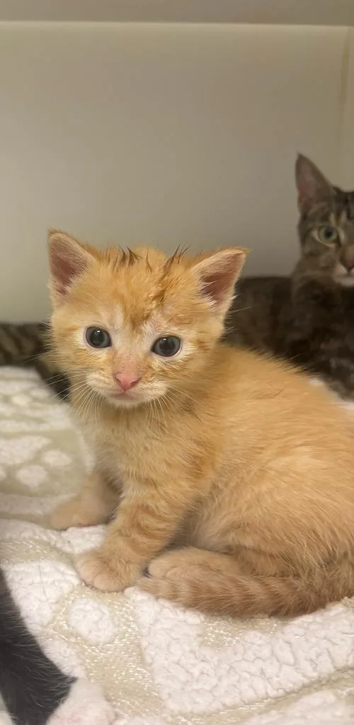A baby large-sized male Domestic Short Hair cat named Toulouse for adoption in Greenfield, IN