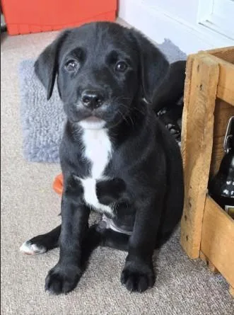 A baby small-sized male Labrador Retriever dog named Oreo for adoption in Ocala, FL