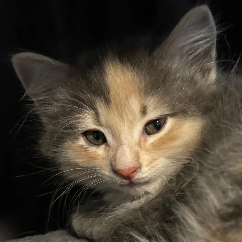 A baby small-sized female Domestic Short Hair cat named Sprigatito for adoption in Cumming, GA