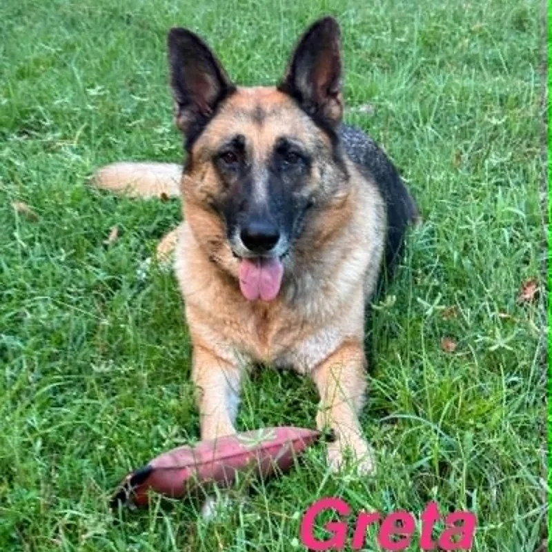 An adult large-sized female German Shepherd Dog dog named Greta for adoption in Opp, AL