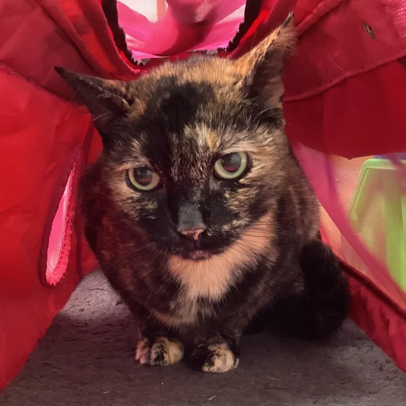 A senior medium-sized female Tortoiseshell Domestic Short Hair cat named Bella for adoption in Tampa, FL