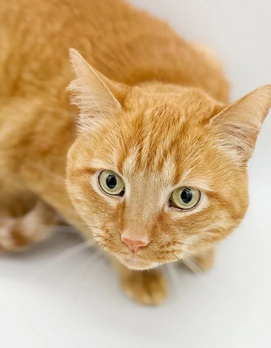 A senior medium-sized male Tabby (Orange / Red) Tabby cat named Frito Is Fantastic  for adoption in Bedford Hills, NY