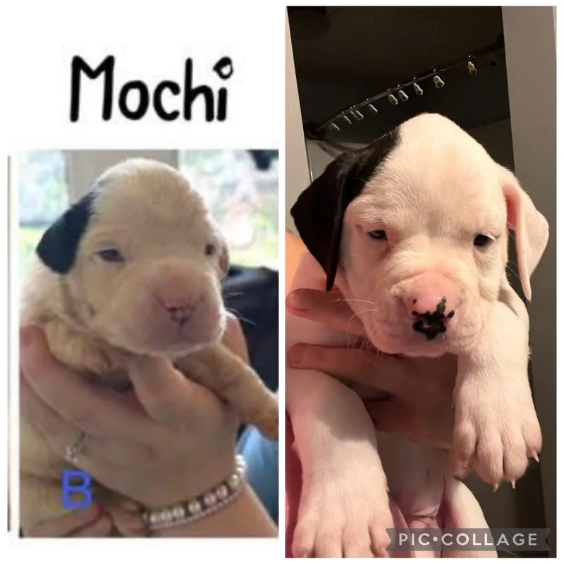 A baby large-sized male English Bulldog dog named Mochi for adoption in Youngstown, OH