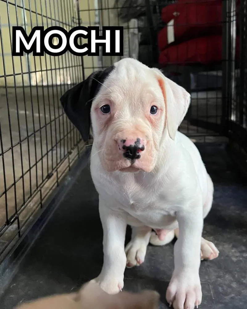 Mochi thumbnail 2