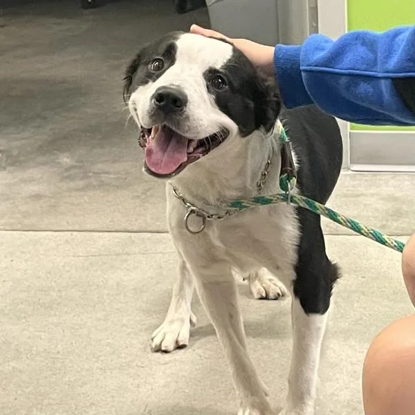 An adult large-sized male Terrier dog named Kendall for adoption in Des Moines, IA