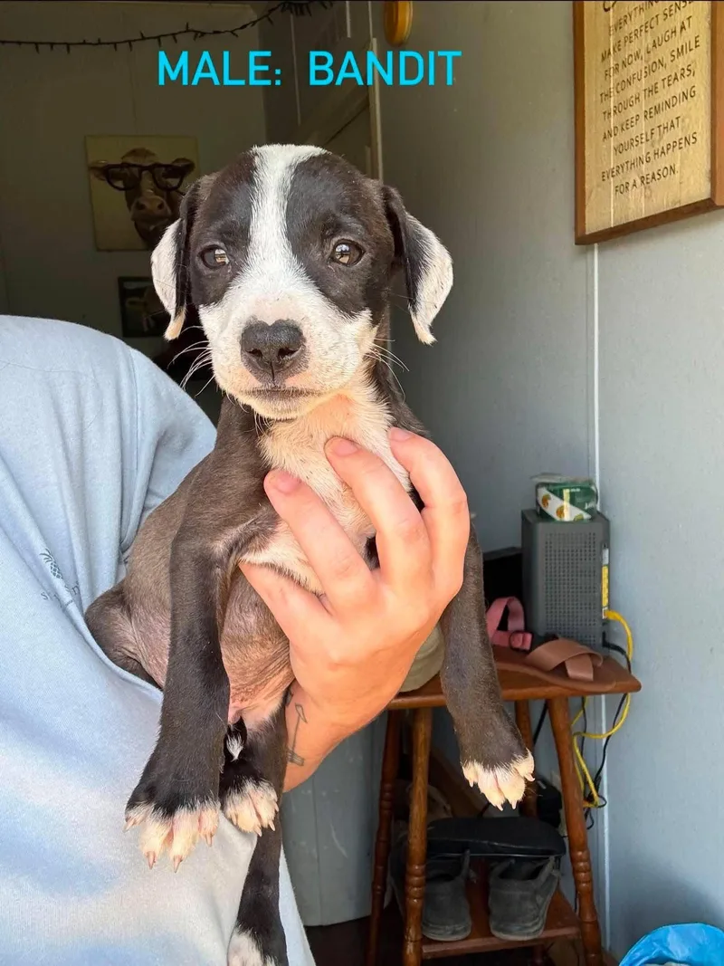 A baby medium-sized male Mixed Breed dog named Bandit for adoption in Stephens City, VA