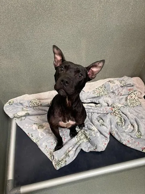 A young medium-sized female Pit Bull Terrier dog named Dagger for adoption in Lees Summit, MO