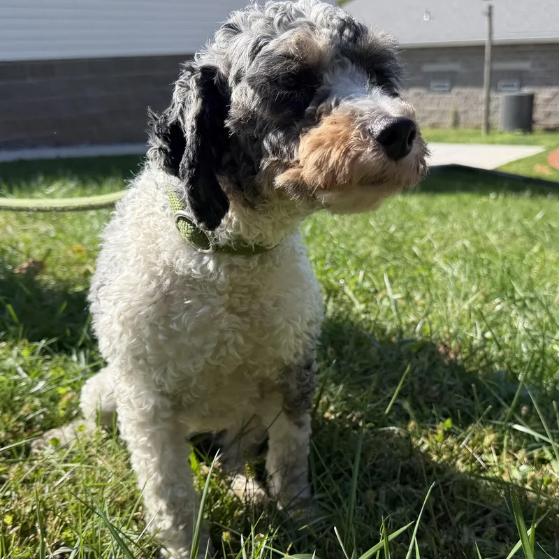 A young small-sized female White / Cream Poodle dog named Emerson for adoption in Latrobe, PA