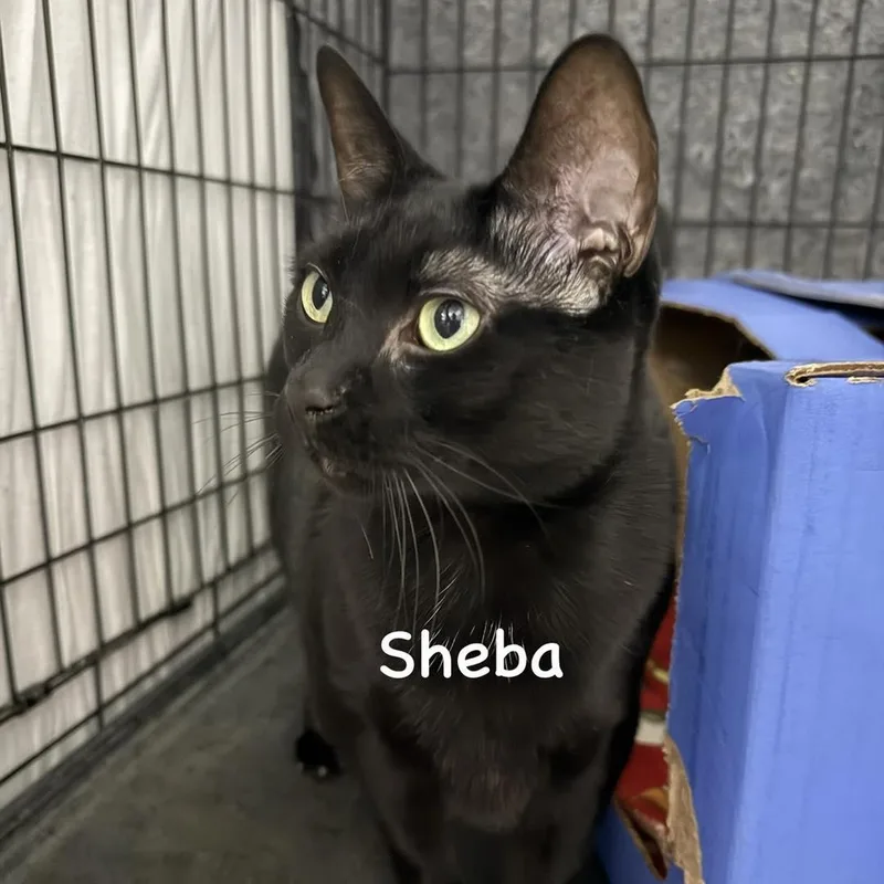 Sheba
