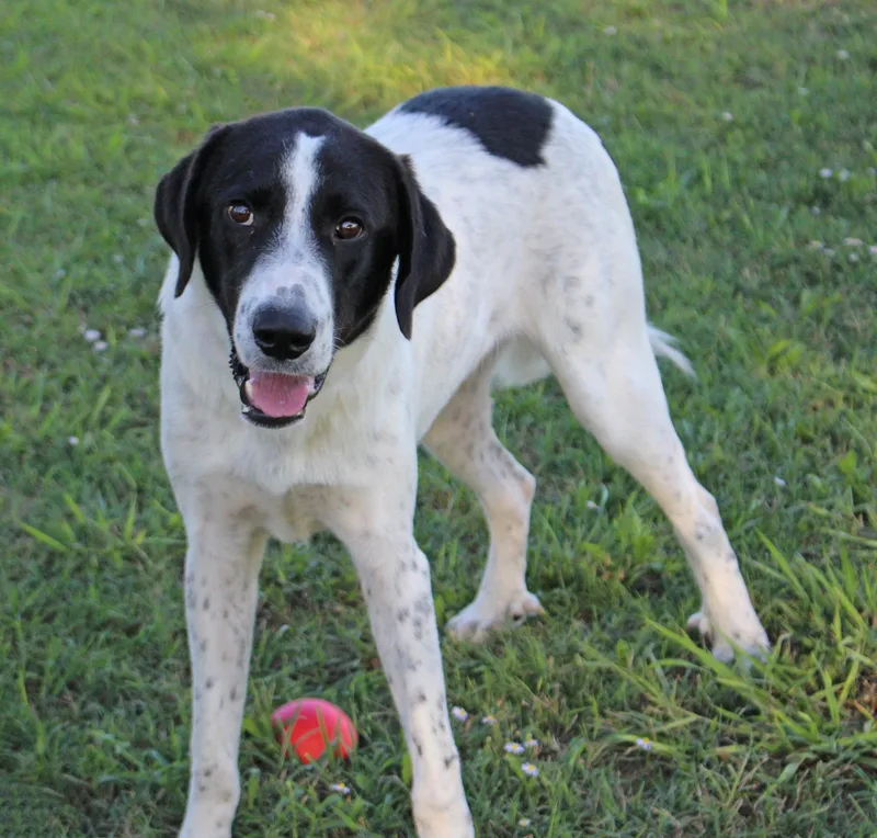 A young large-sized male Great Pyrenees dog named MIles for adoption in Wantagh, NY
