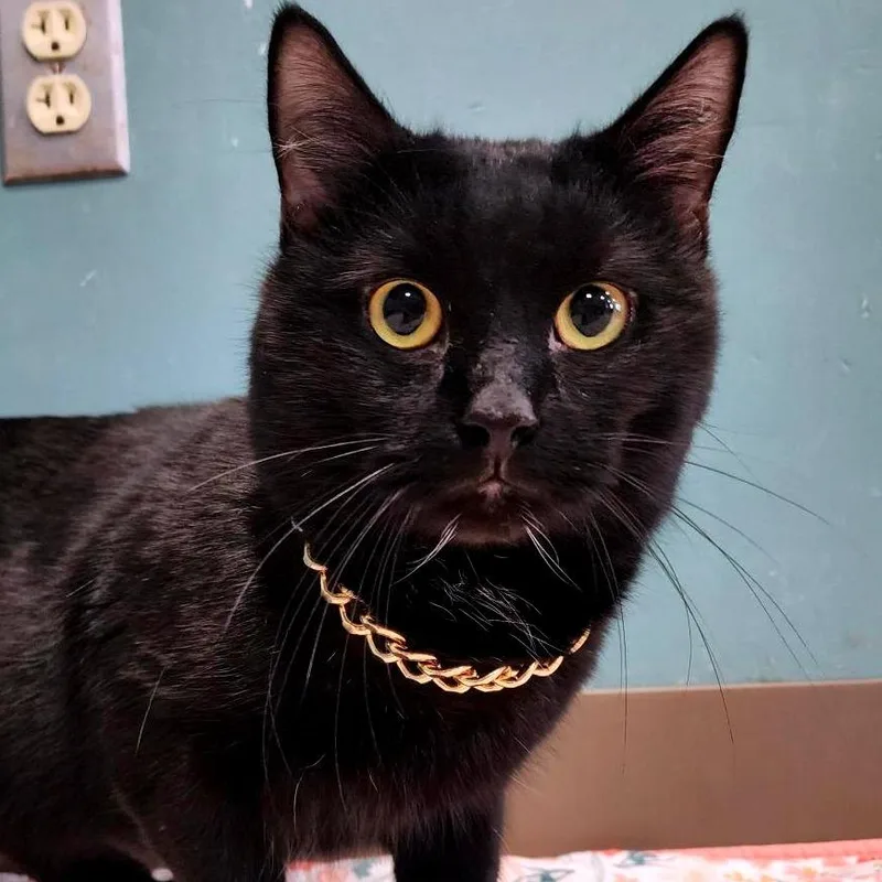 An adult medium-sized male Black Domestic Short Hair cat named Curtis Cent Jackson for adoption in Baltimore, MD