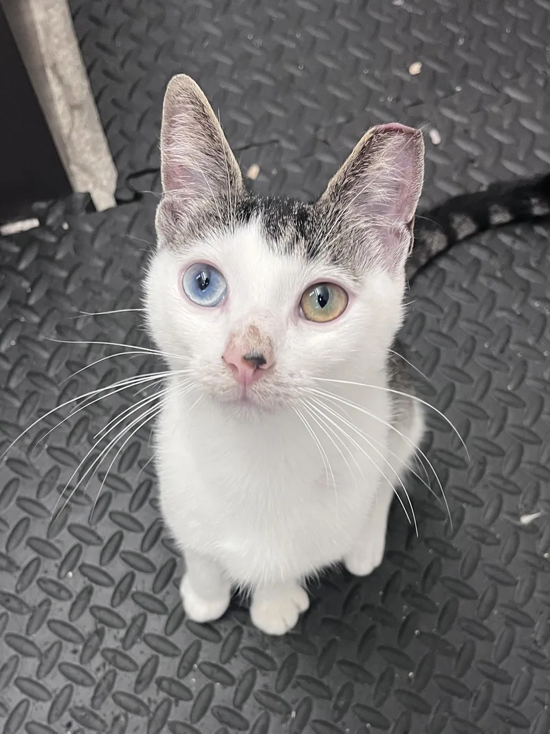 A young medium-sized male White Domestic Short Hair cat named Tillingsly RM for adoption in Rockaway, NJ