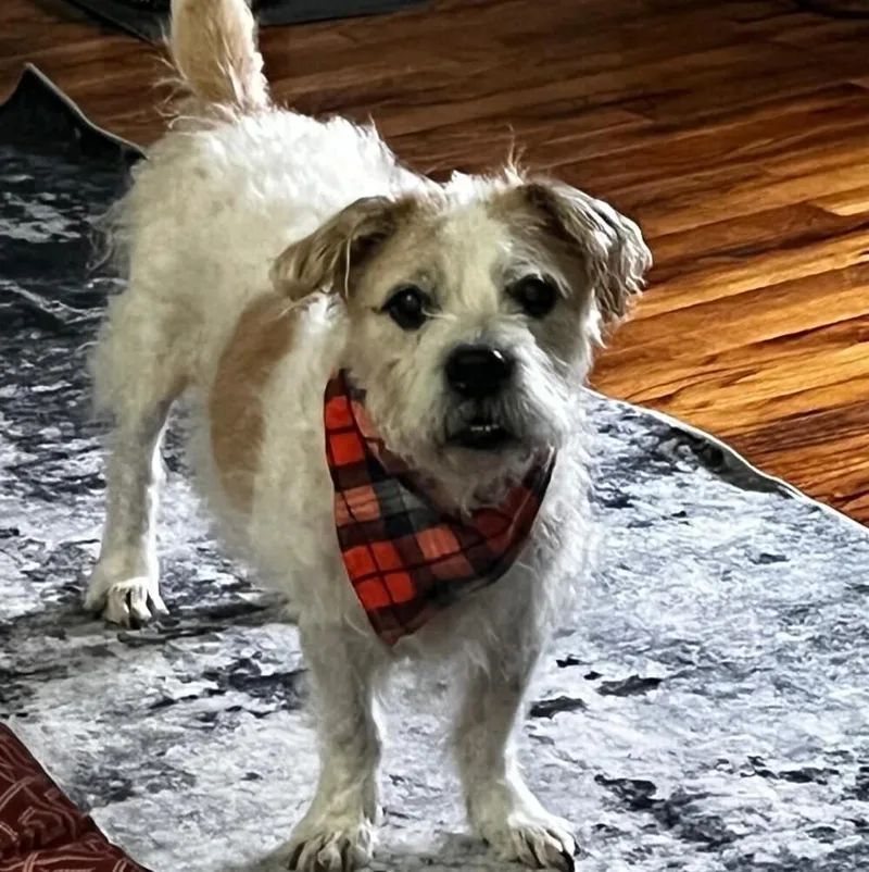 A senior medium-sized male Terrier dog named Malcolm for adoption in Long Island City, NY