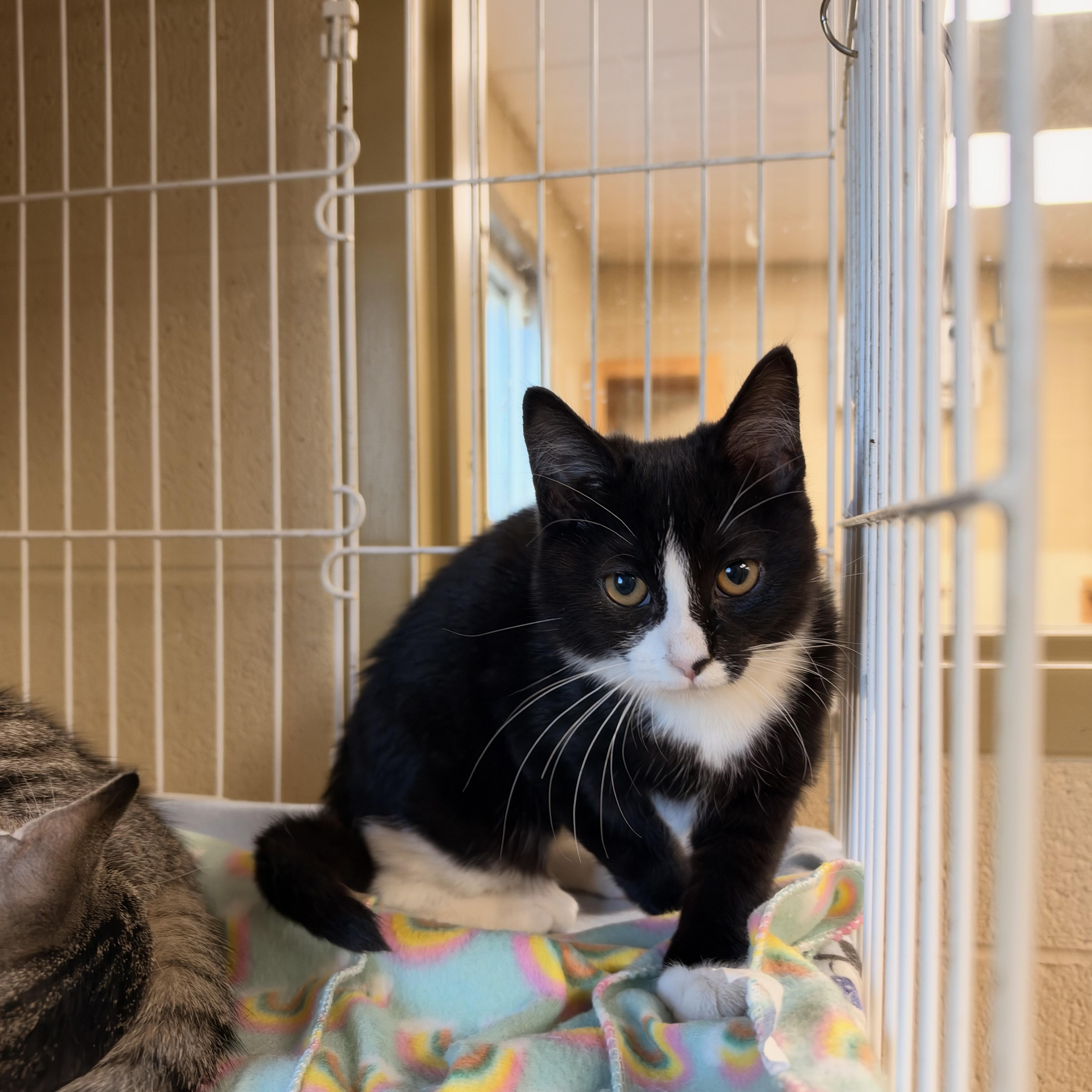 A young small-sized female Black & White / Tuxedo Domestic Short Hair cat named Lumen for adoption in Myerstown, PA