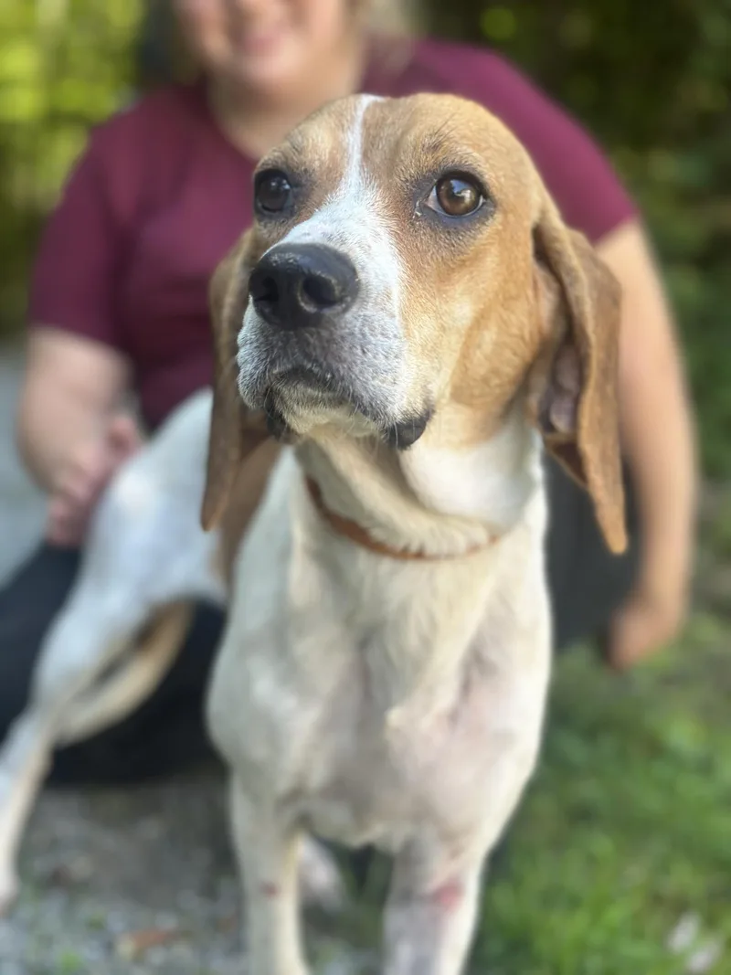An adult medium-sized female Red / Chestnut / Orange Beagle dog named Baylee for adoption in Meherrin, VA
