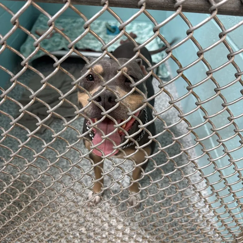 An adult medium-sized male Brown / Chocolate Mixed Breed dog named Cannoli for adoption in Port Charlotte, FL