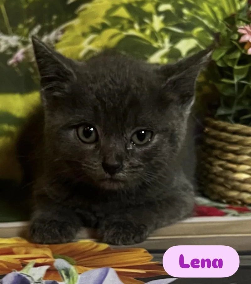 A baby medium-sized male Black Domestic Short Hair cat named Mario.Sophia..Carmela.Tony.Lena.Marco for adoption in Staten Island, NY