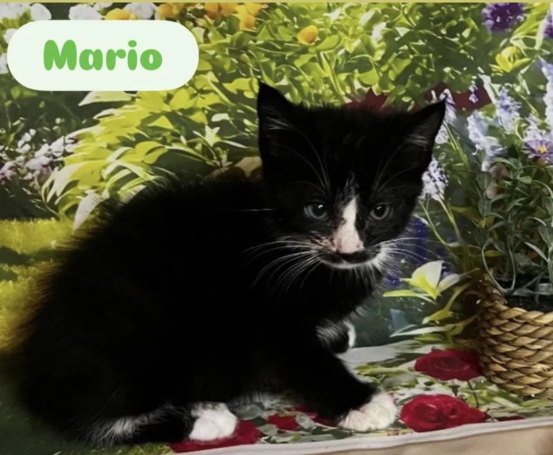 Mario.Sophia..Carmela.Tony.Lena.Marco thumbnail 4