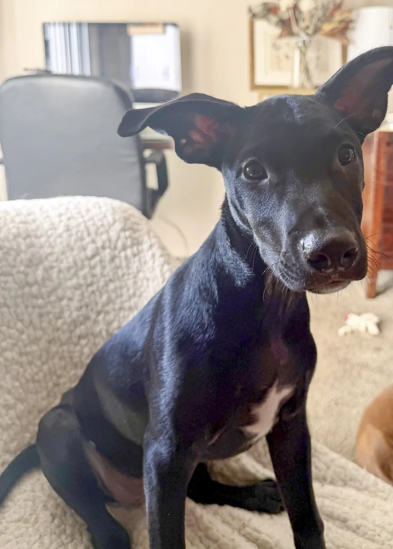 A baby medium-sized male Black Xoloitzcuintli / Mexican Hairless dog named Dopey for adoption in West Hollywood, CA
